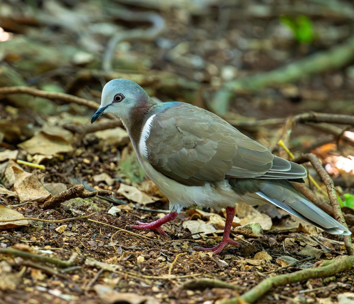 シロハラシャコバト - ML644560531