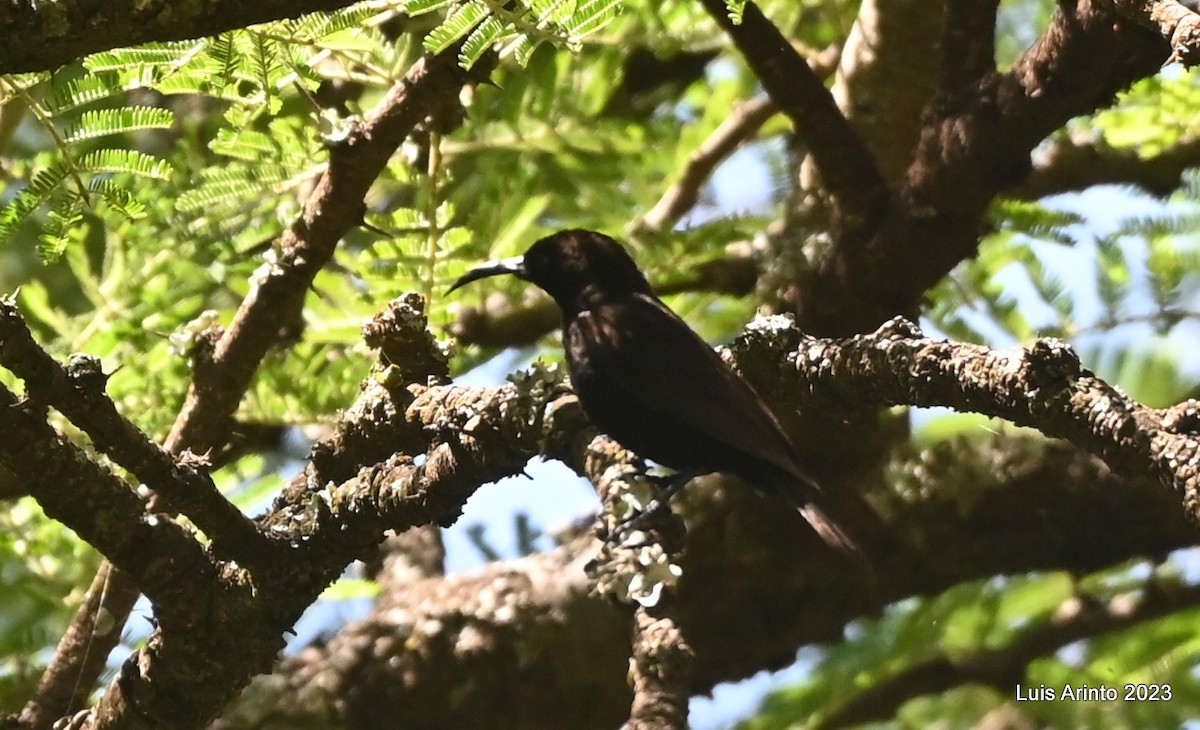 Нектарець аметистовий - ML644560533