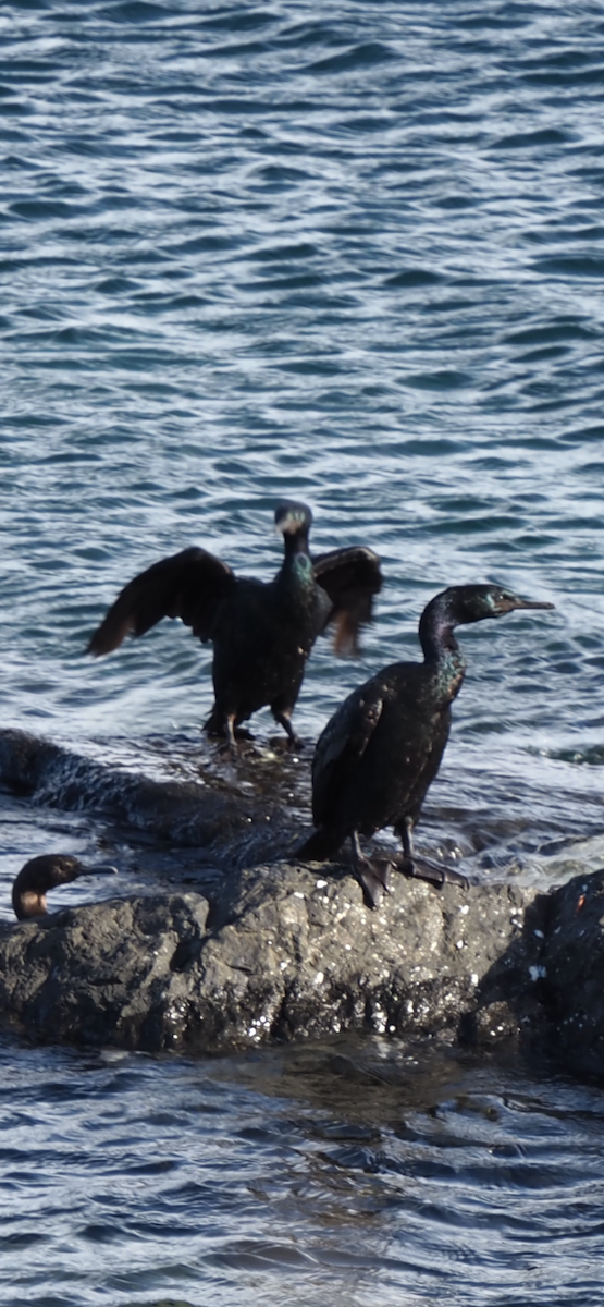 Pelagic Cormorant - ML644560551