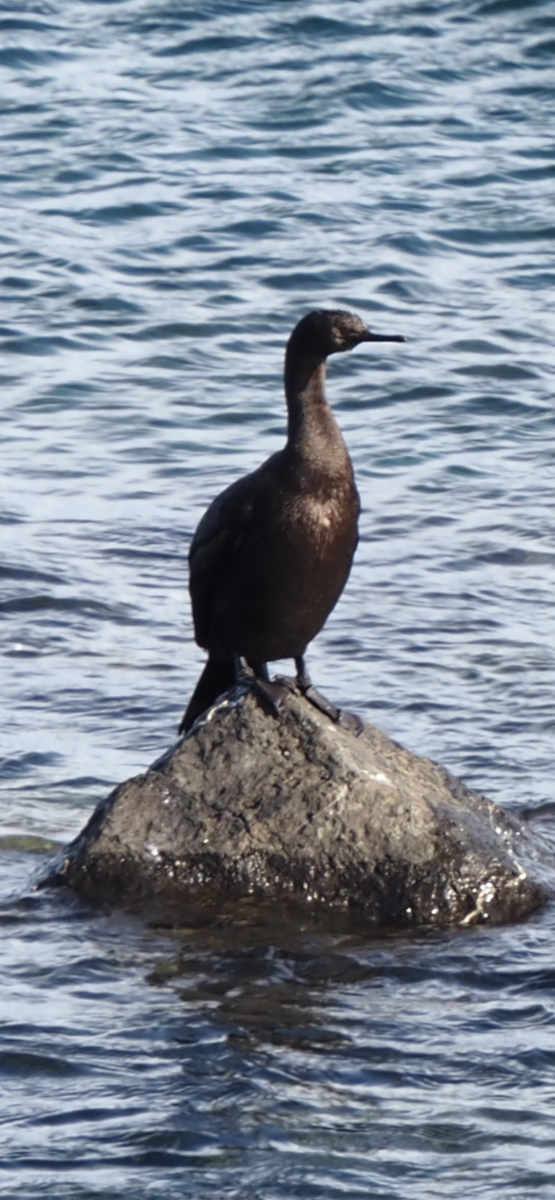 Pelagic Cormorant - ML644560552