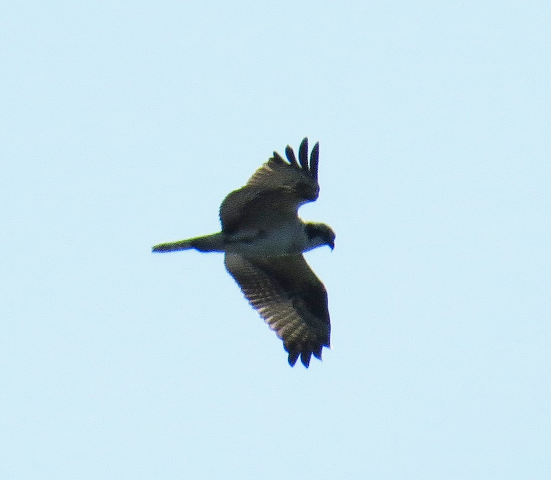 Osprey - ML644560562