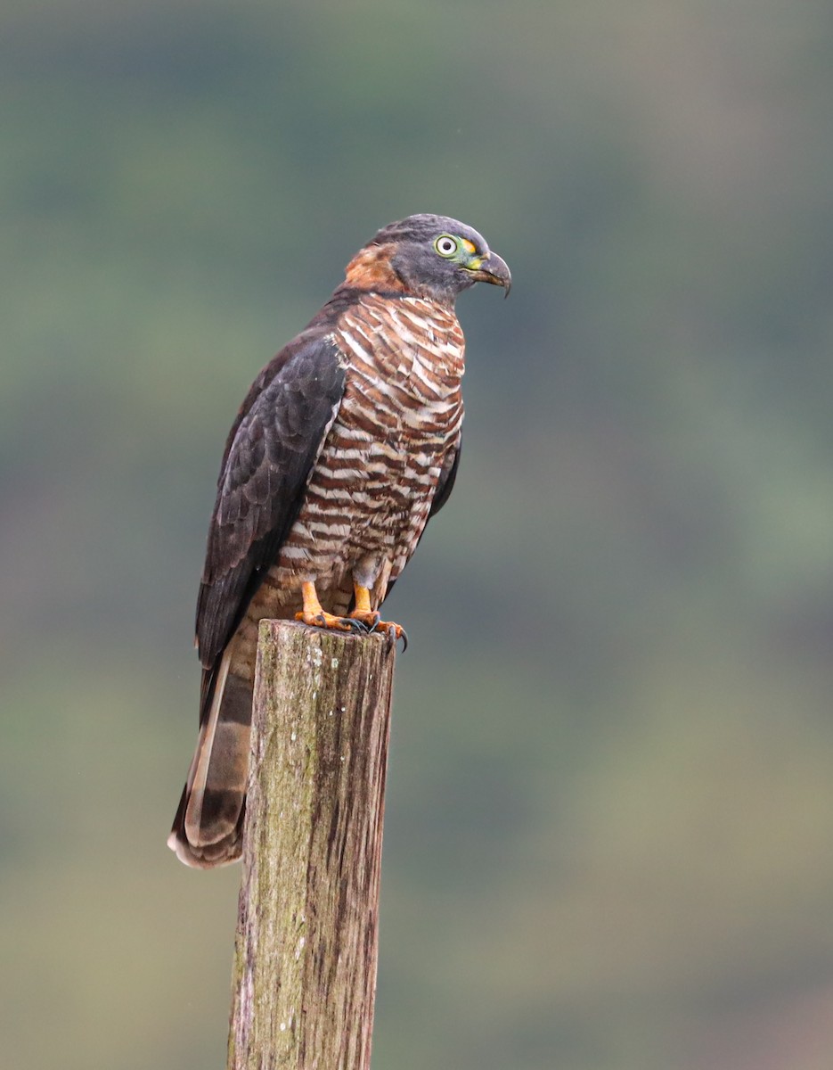 Hook-billed Kite - ML644560571