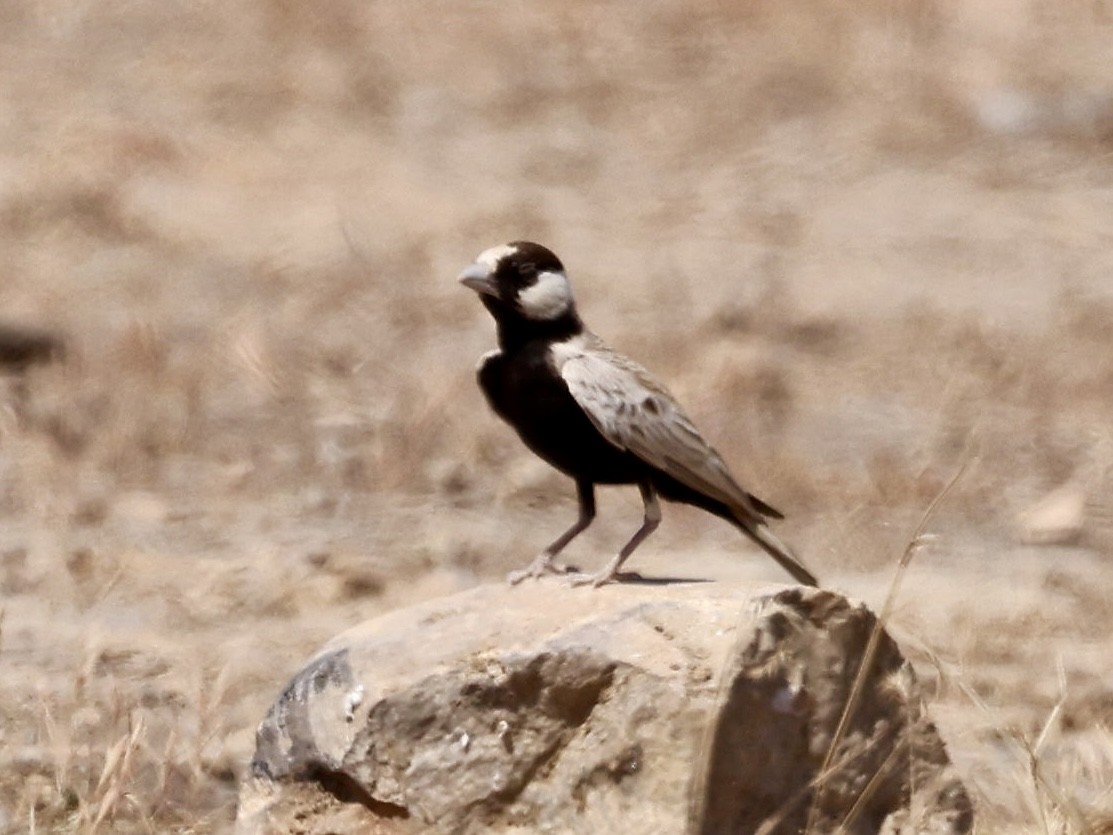 Black-crowned Sparrow-Lark - ML644560581