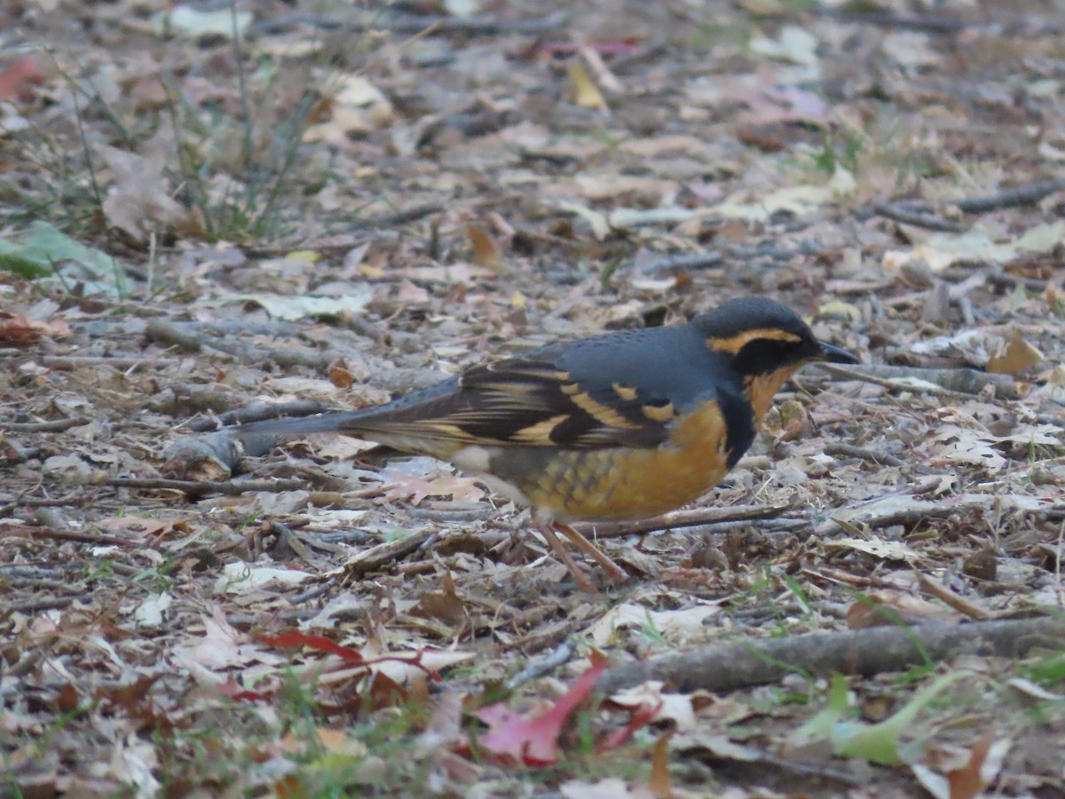 Varied Thrush - ML644560582