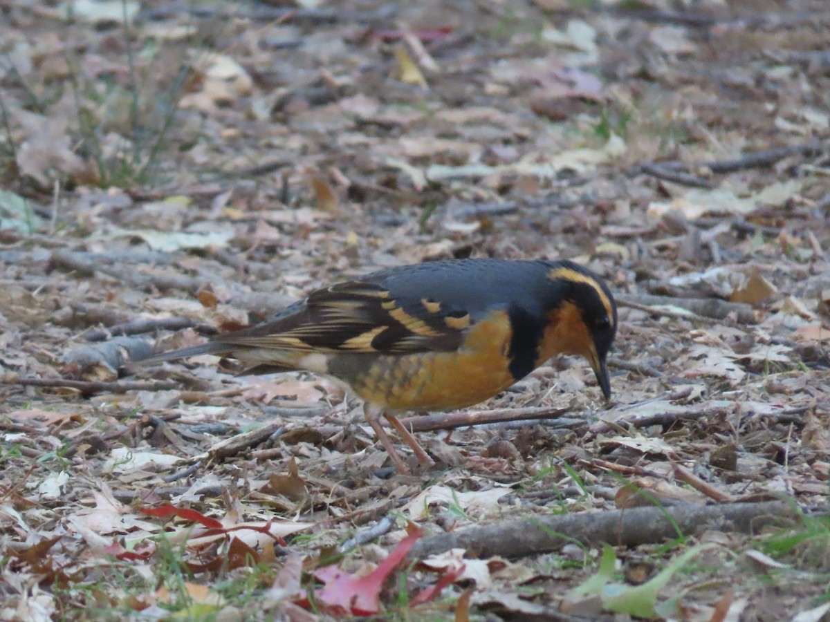 Varied Thrush - ML644560584