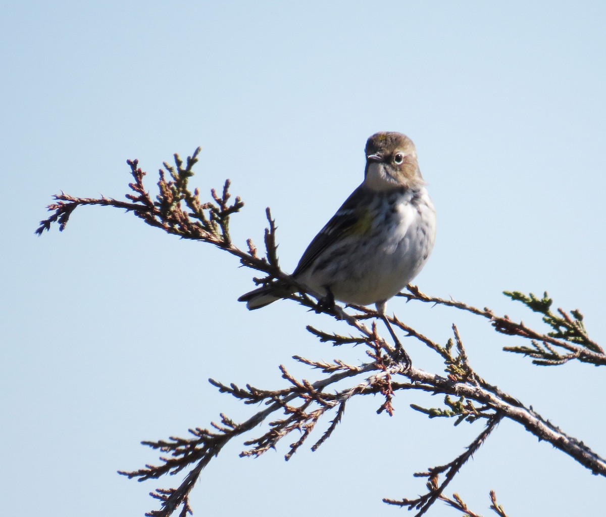 Yellow-rumped Warbler - ML644560585