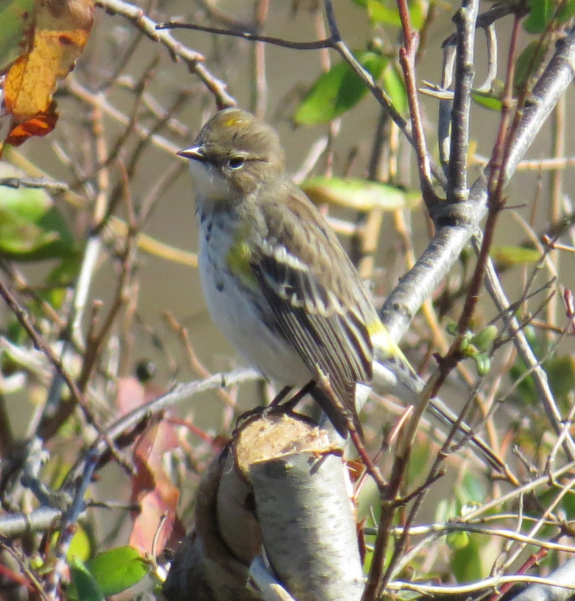Yellow-rumped Warbler - ML644560586