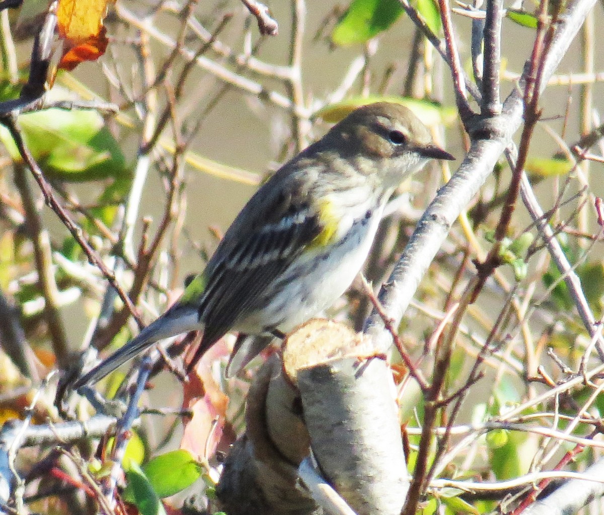 Yellow-rumped Warbler - ML644560587