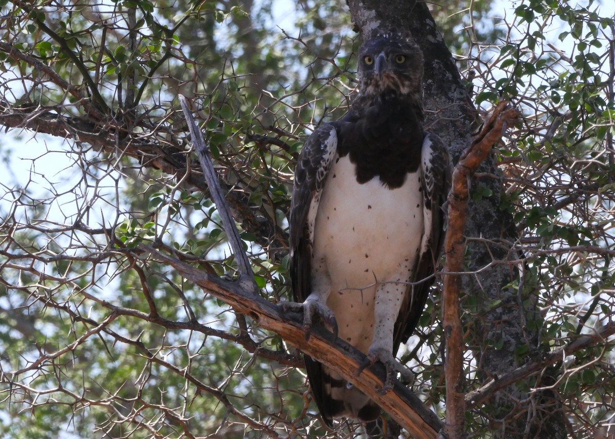 Martial Eagle - ML644560588