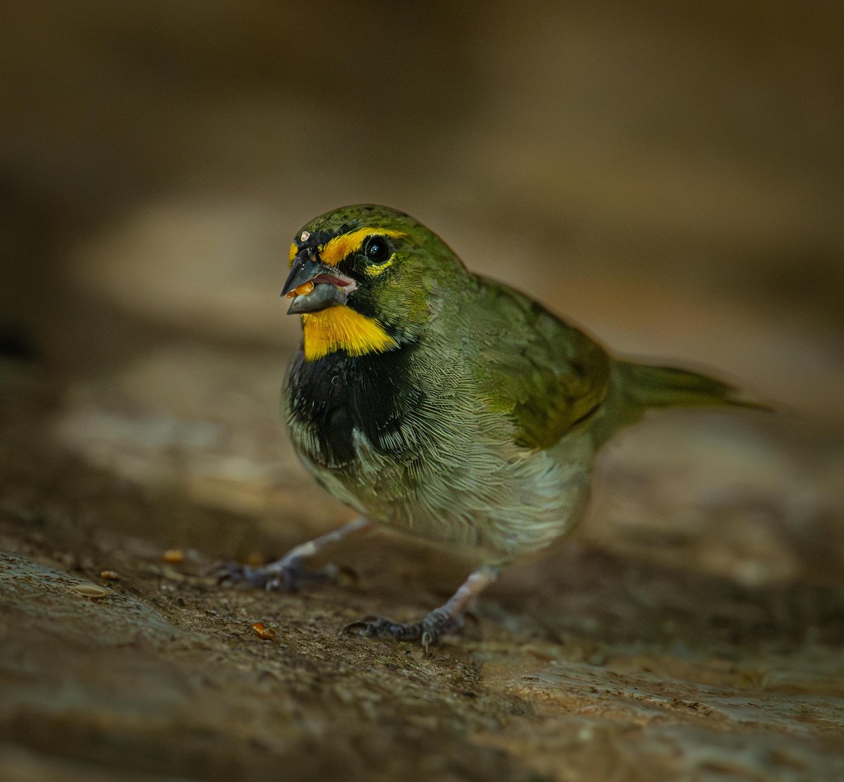 Goldbrauen-Gimpeltangare - ML644560599