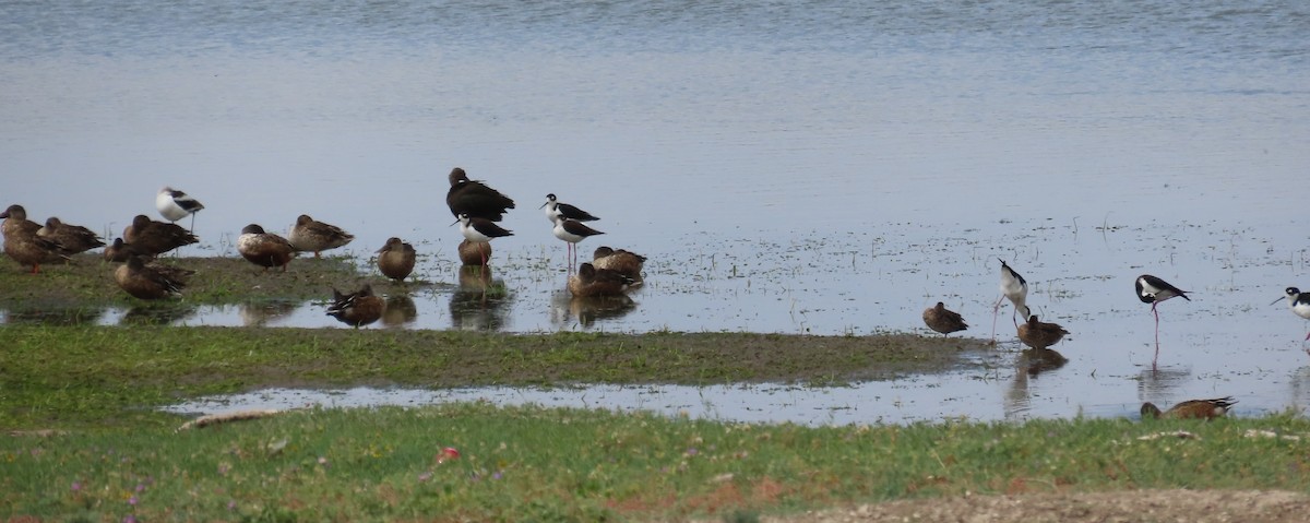 Black-necked Stilt - ML644560608