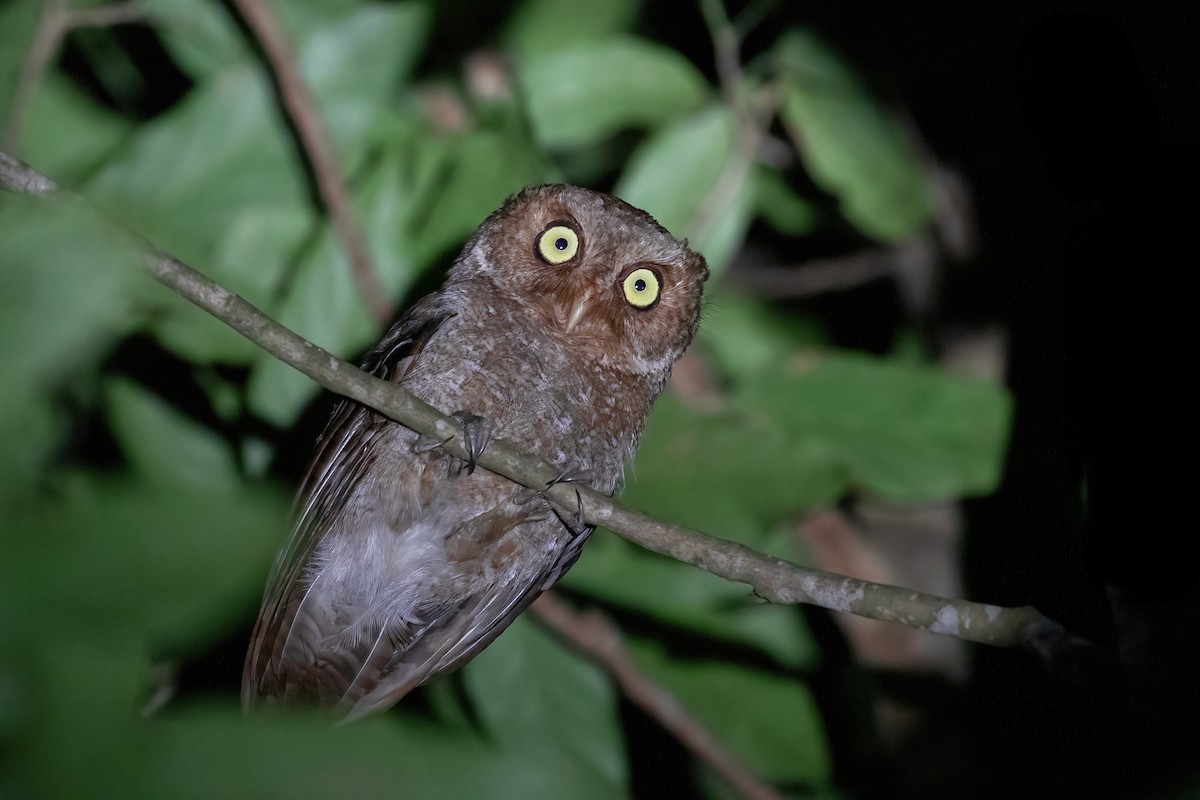 Dağ İshakkuşu - ML644560612