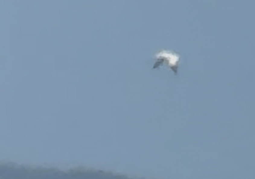 Alcatraz de El Cabo - ML644560618