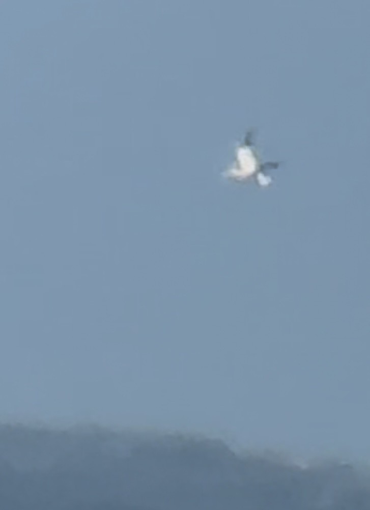 Alcatraz de El Cabo - ML644560619