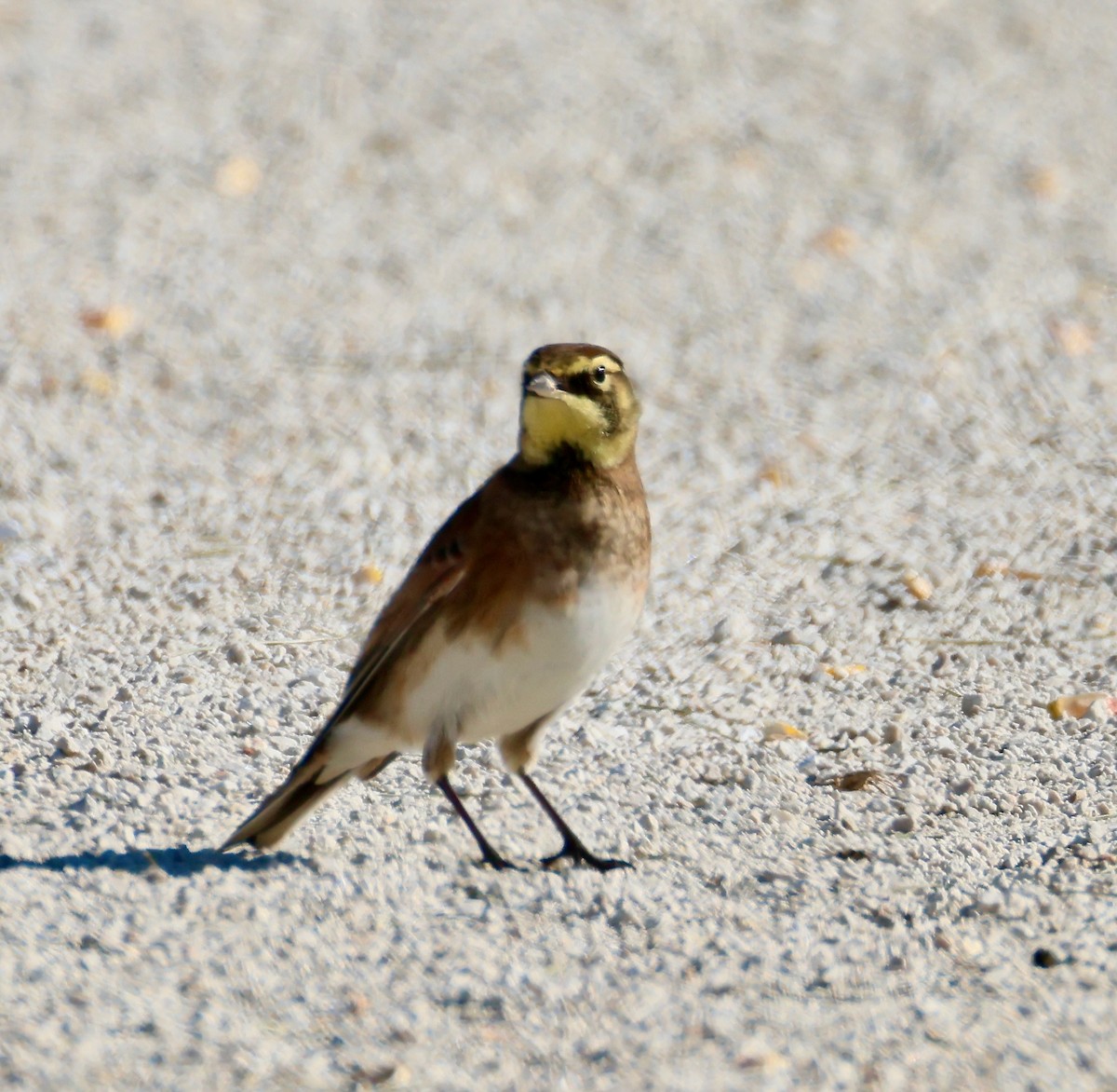 Жайворонок рогатий - ML644560622