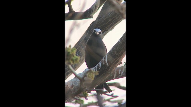 nody bělotemenný - ML644560625