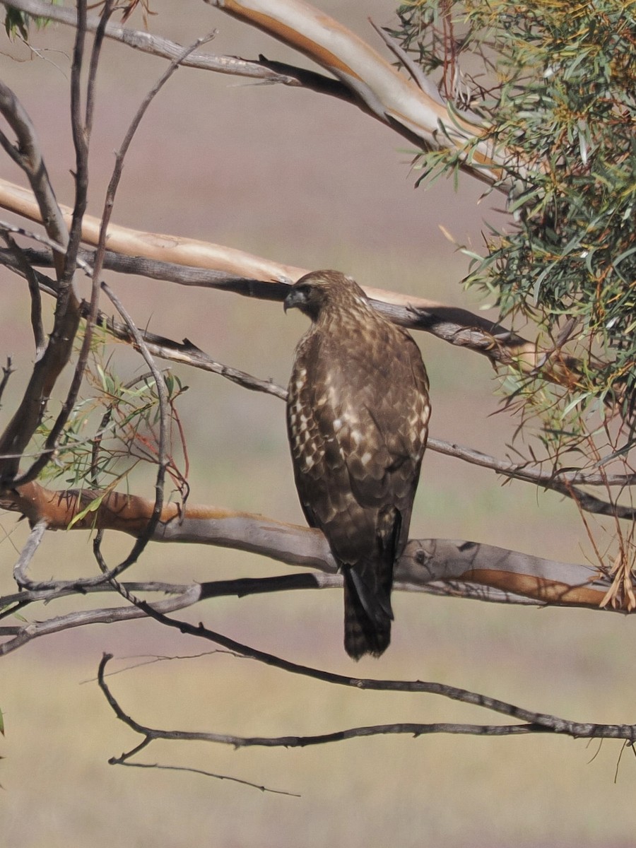 Канюк неоарктичний - ML644560635