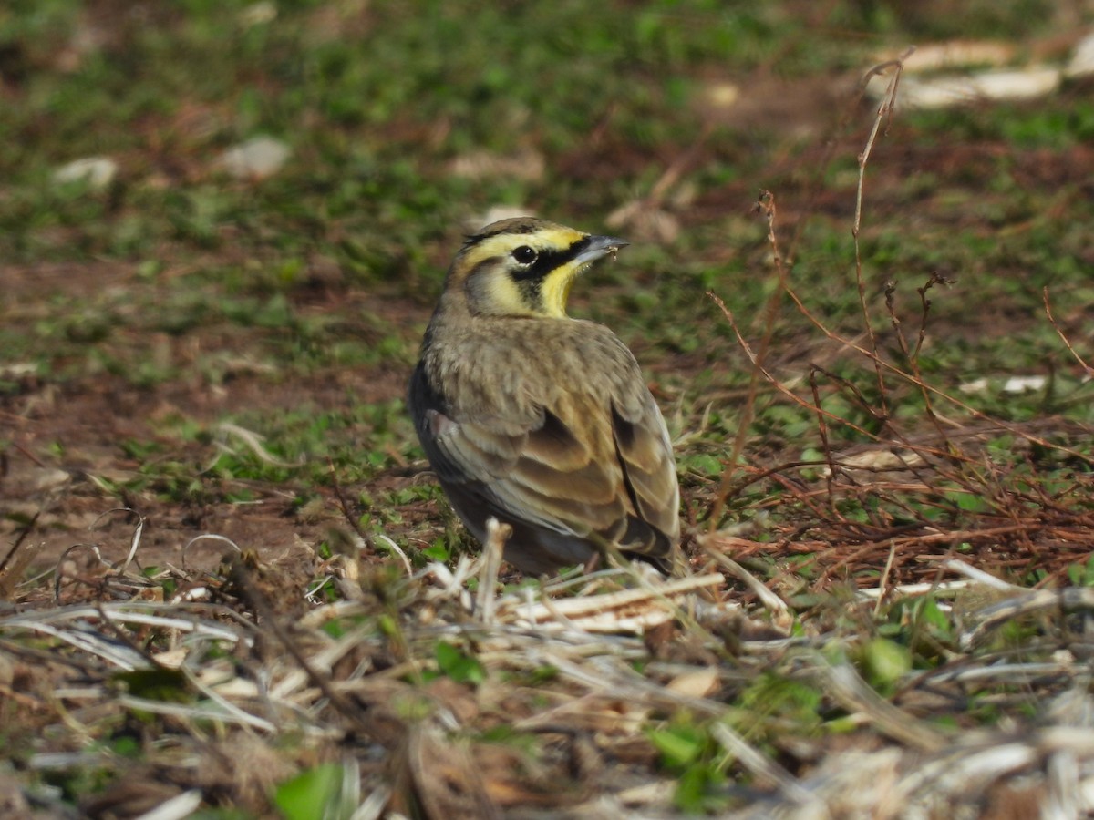 Жайворонок рогатий - ML644560636