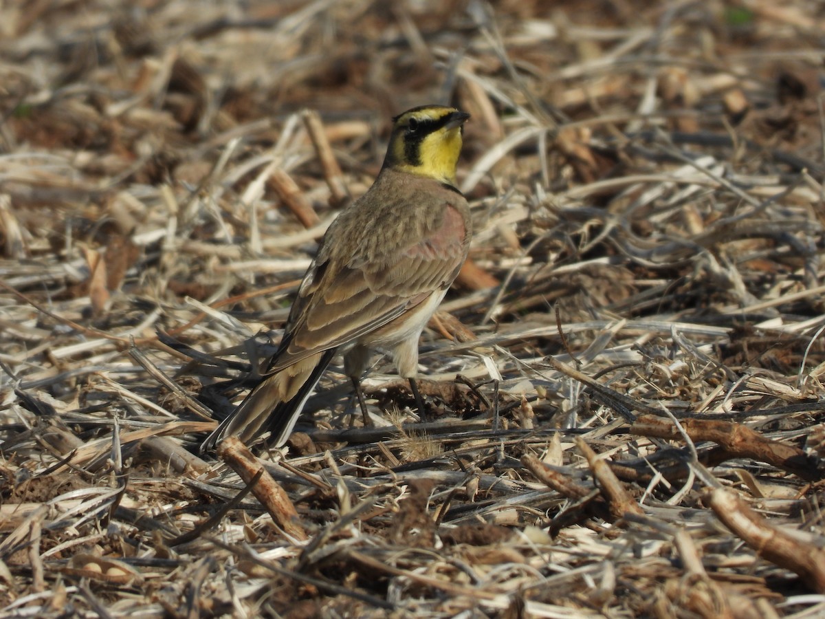 Жайворонок рогатий - ML644560637