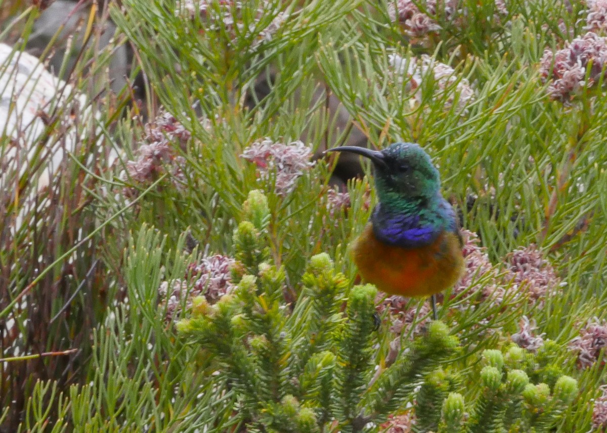 Orange-breasted Sunbird - ML644560639