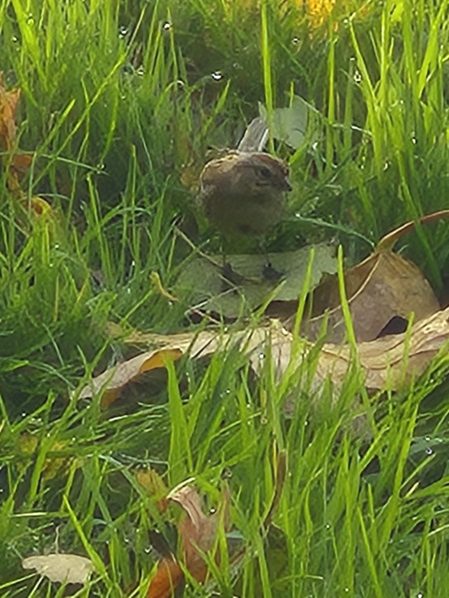 American Tree Sparrow - ML644560640