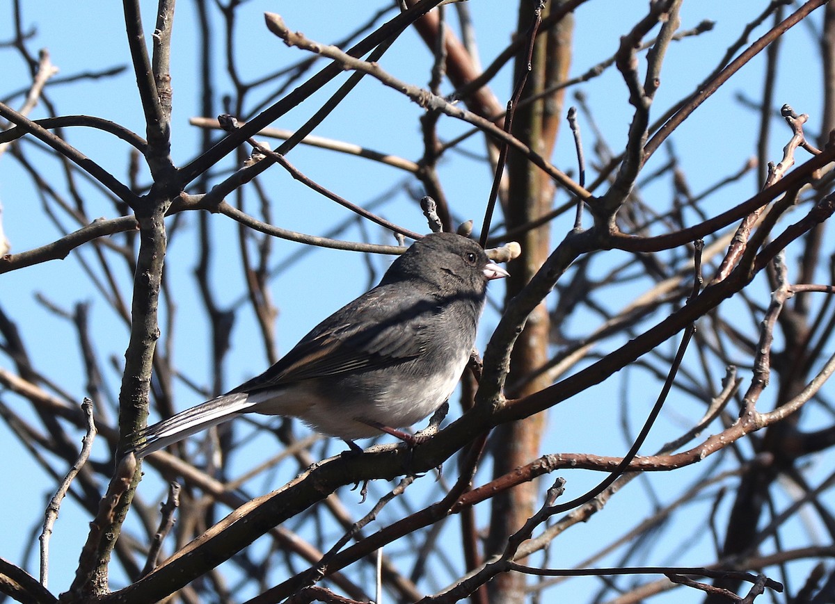Dark-eyed Junco - ML644560641