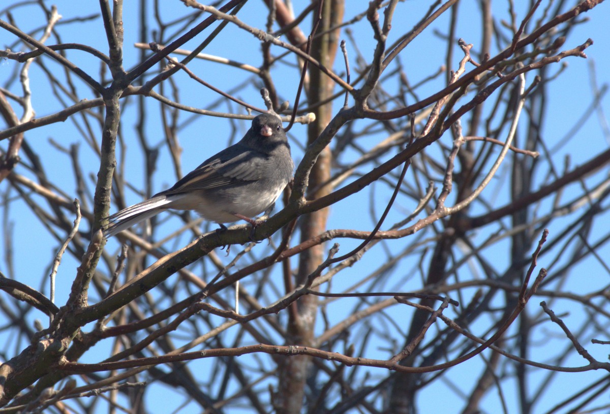 Dark-eyed Junco - ML644560642