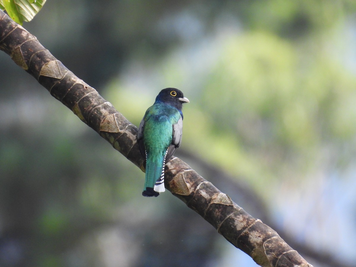 Gartered Violaceous Trogon - ML644560644