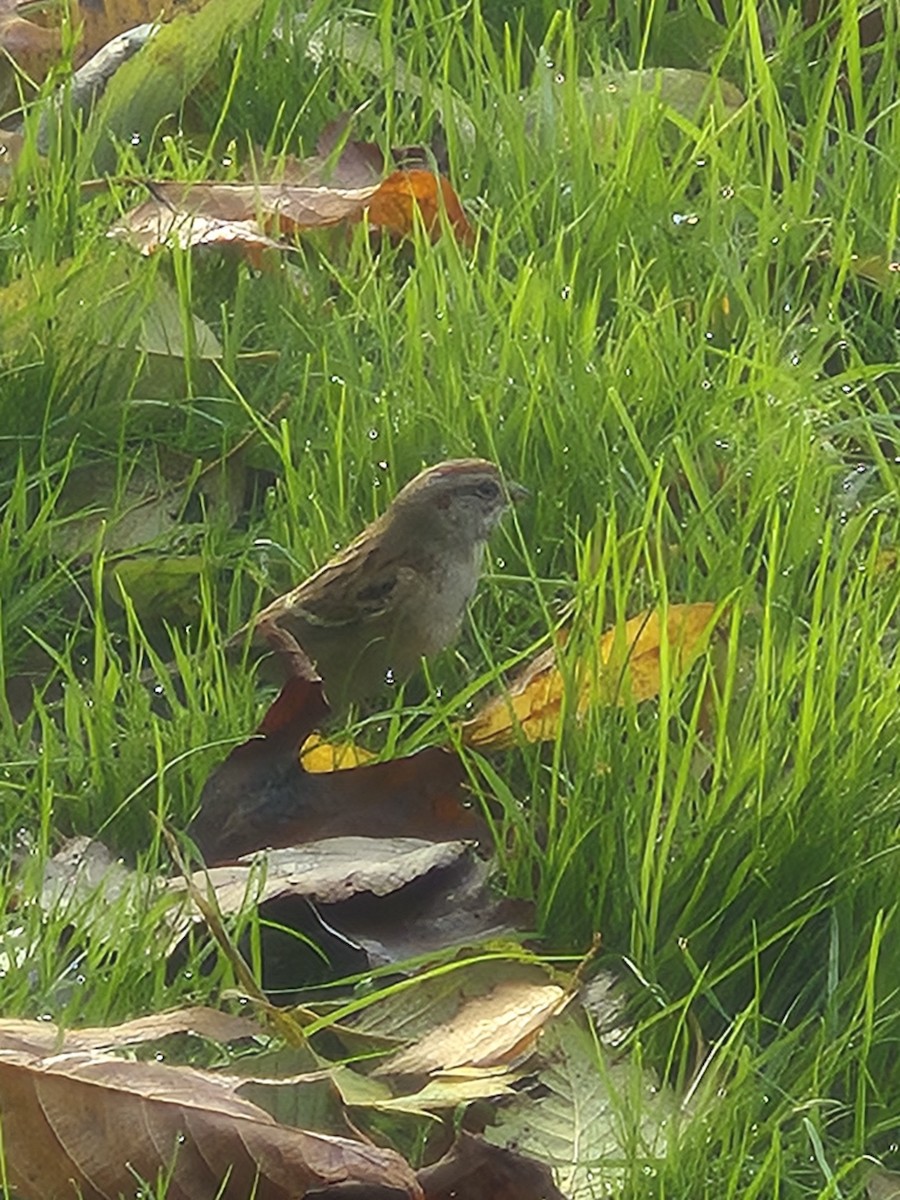 American Tree Sparrow - ML644560654