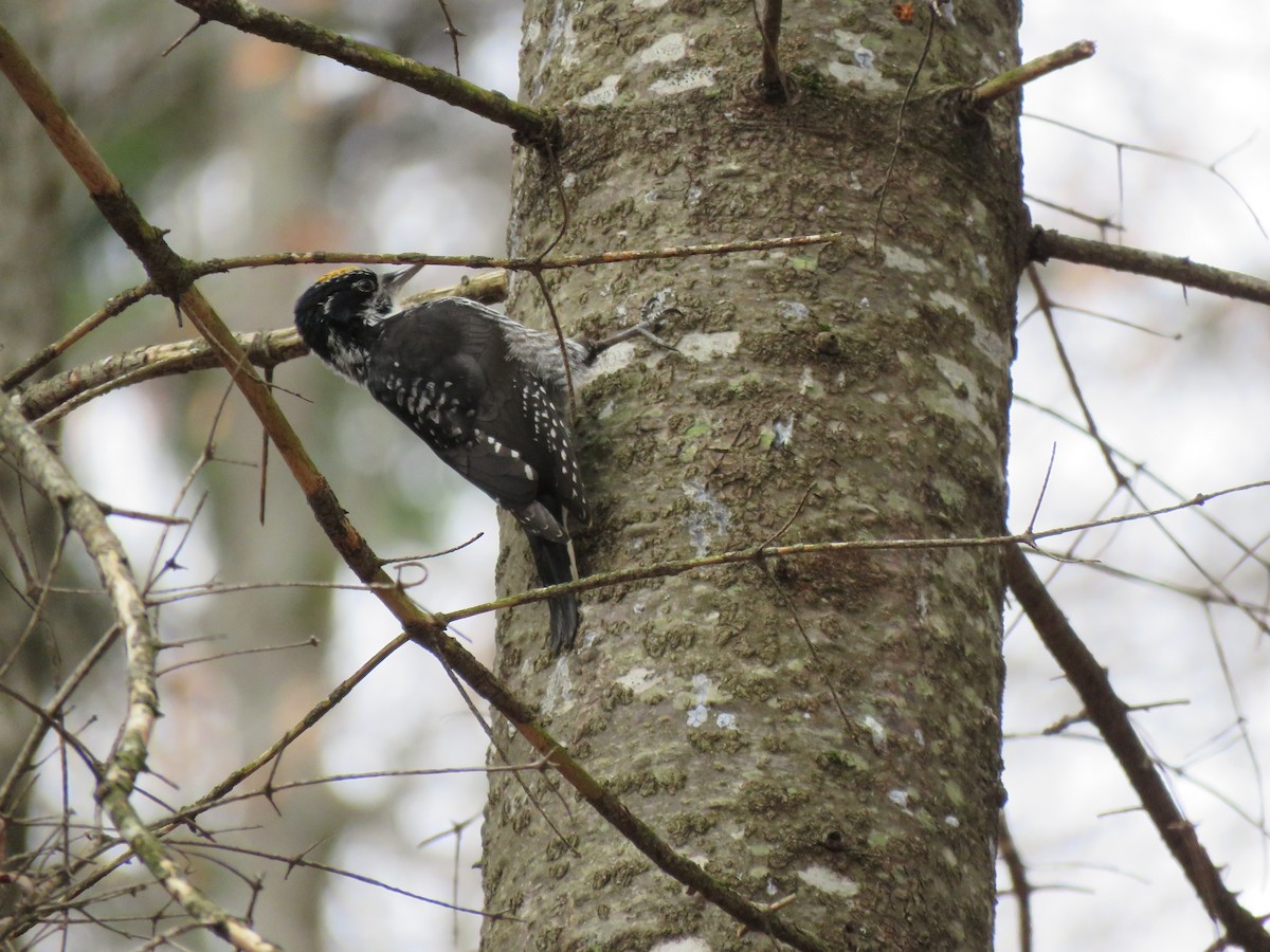 American Three-toed Woodpecker - ML644560660