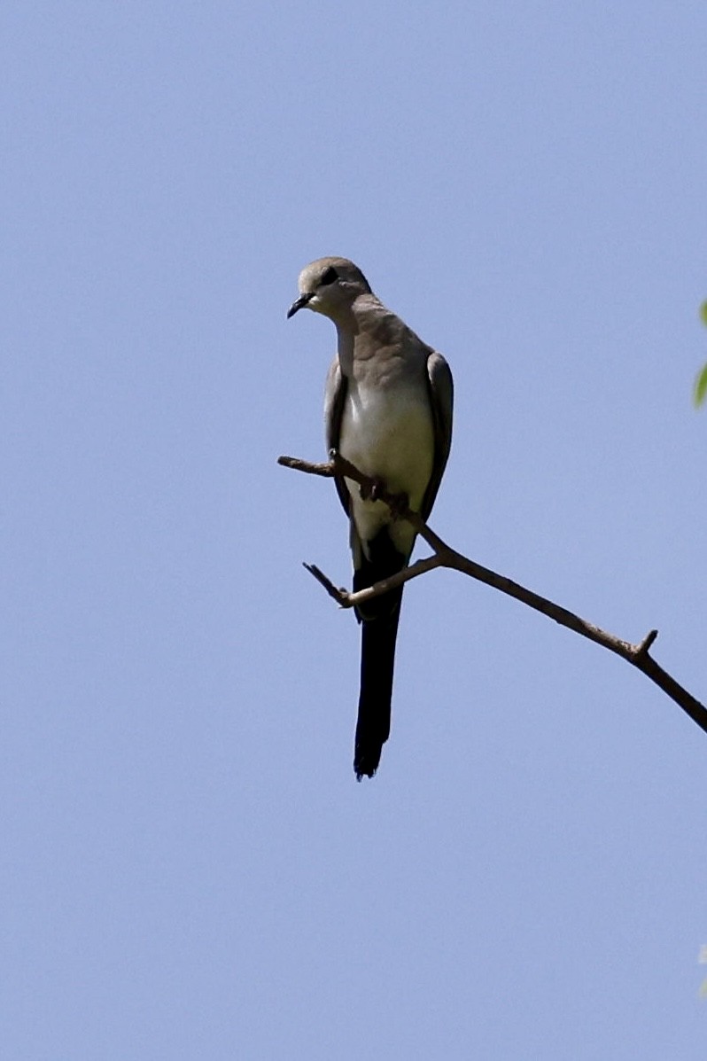 Namaqua Dove - ML644560668