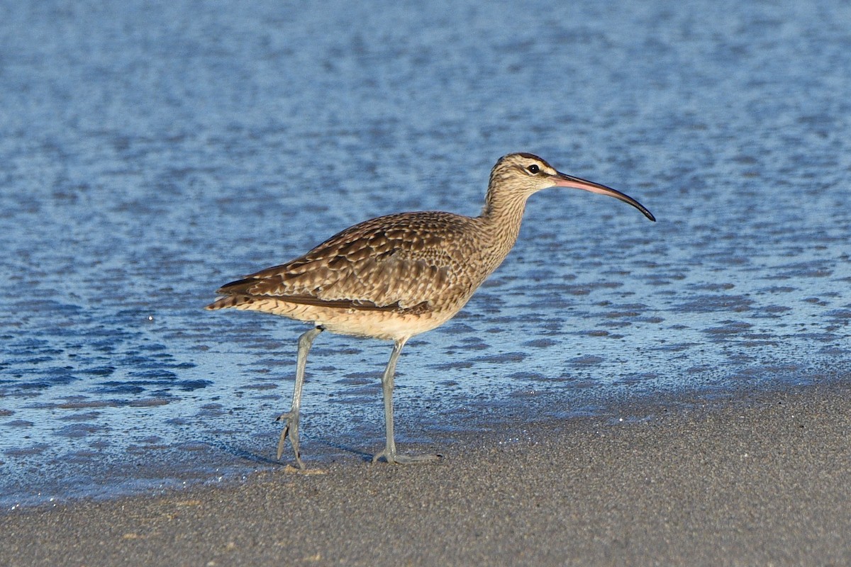 Hudsonian Whimbrel - ML644560677