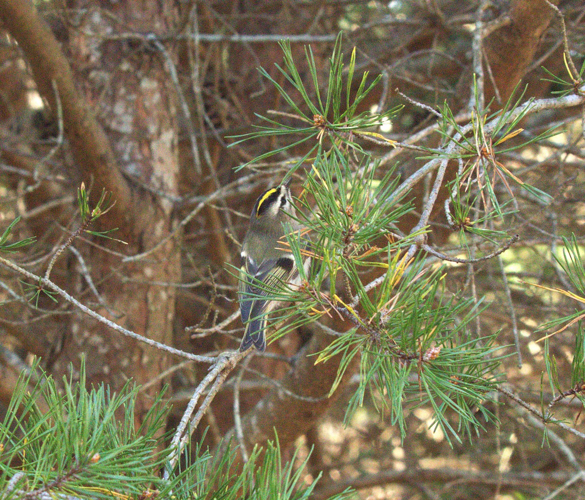 Golden-crowned Kinglet - ML644560679