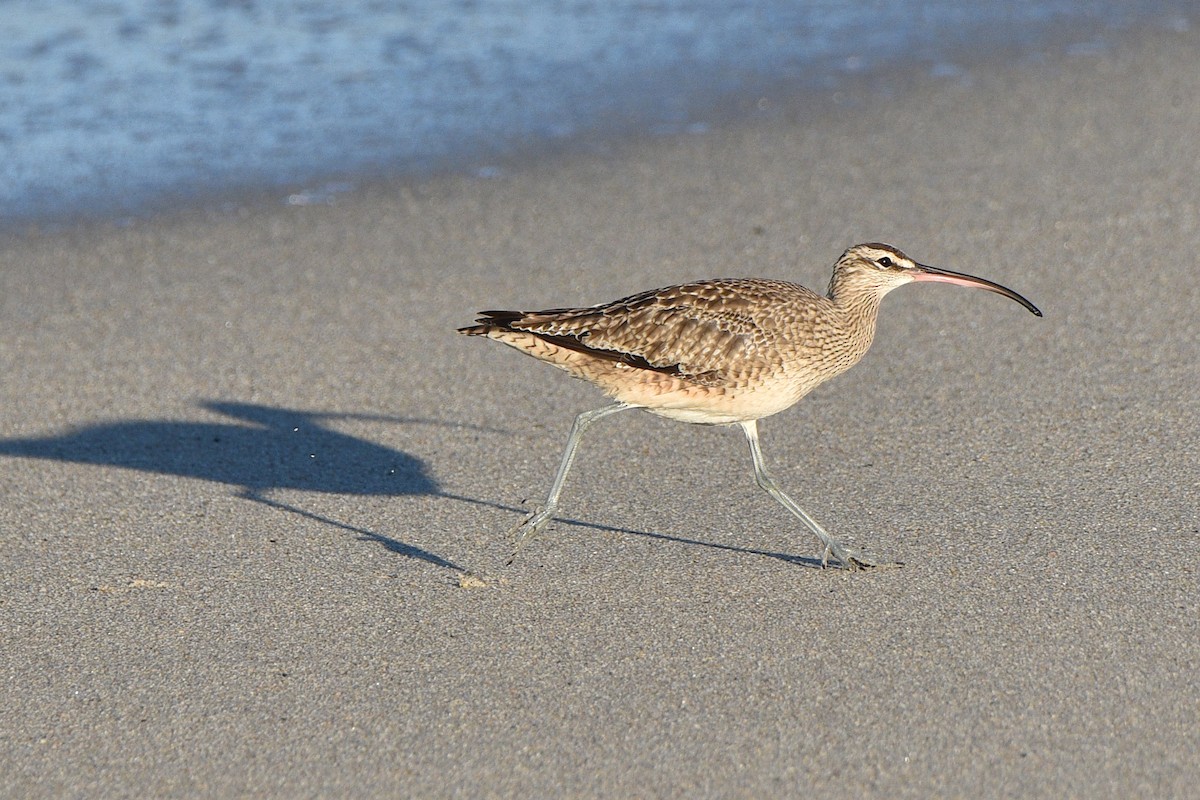 Hudsonian Whimbrel - ML644560687