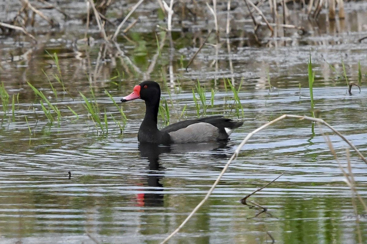 Rosy-billed Pochard - ML644560691