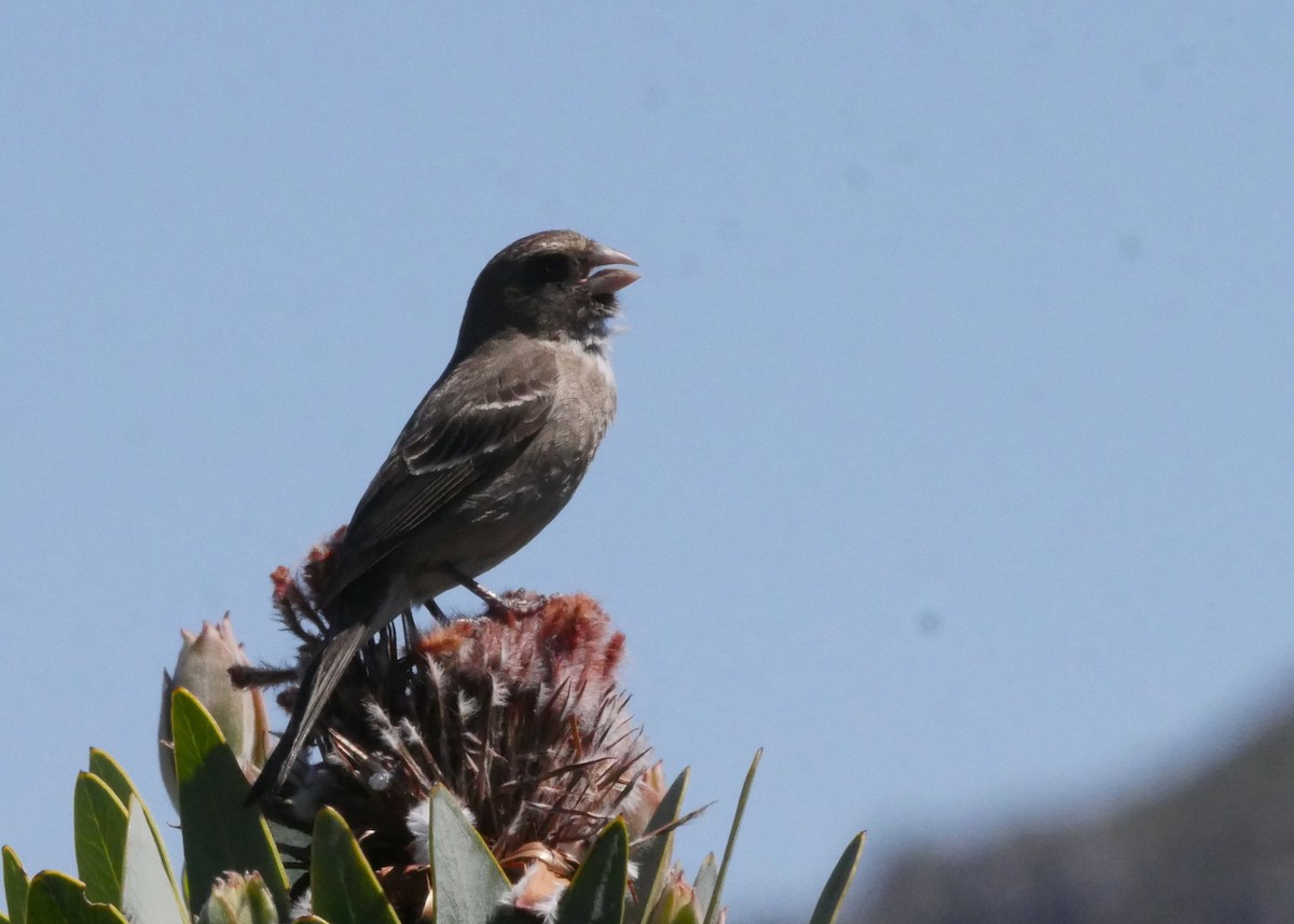 Protea Canary - ML644560695
