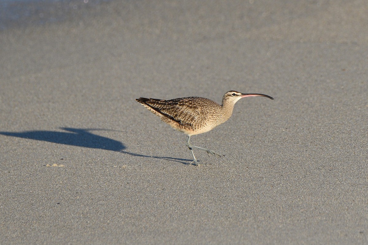 Hudsonian Whimbrel - ML644560696