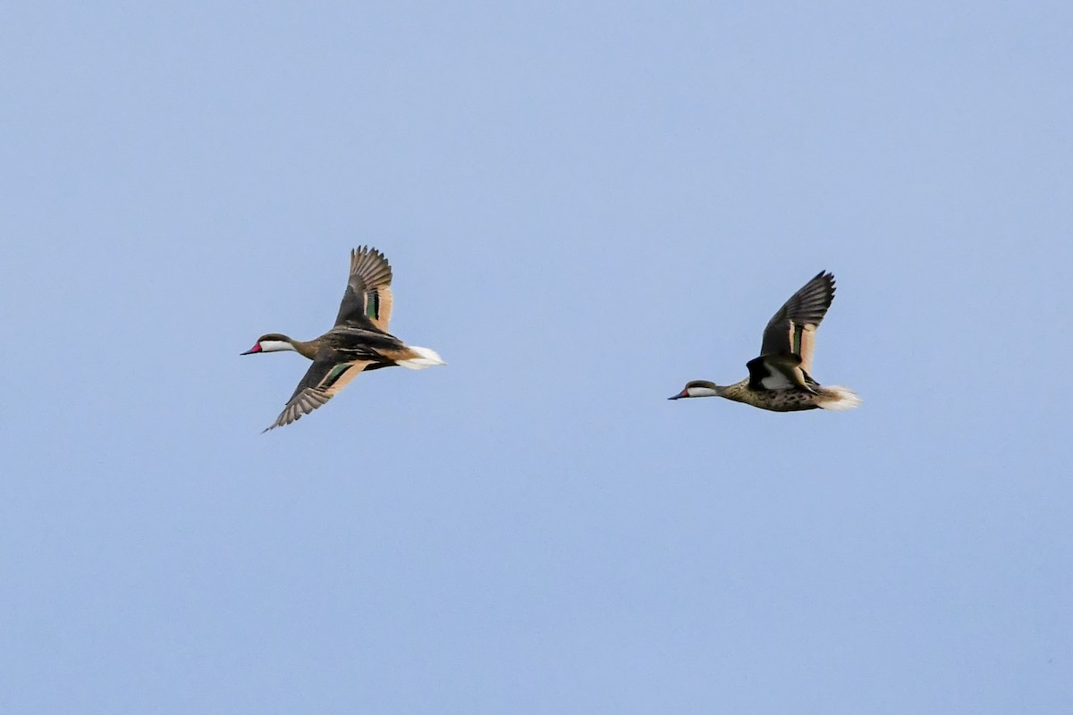 White-cheeked Pintail - ML644560697
