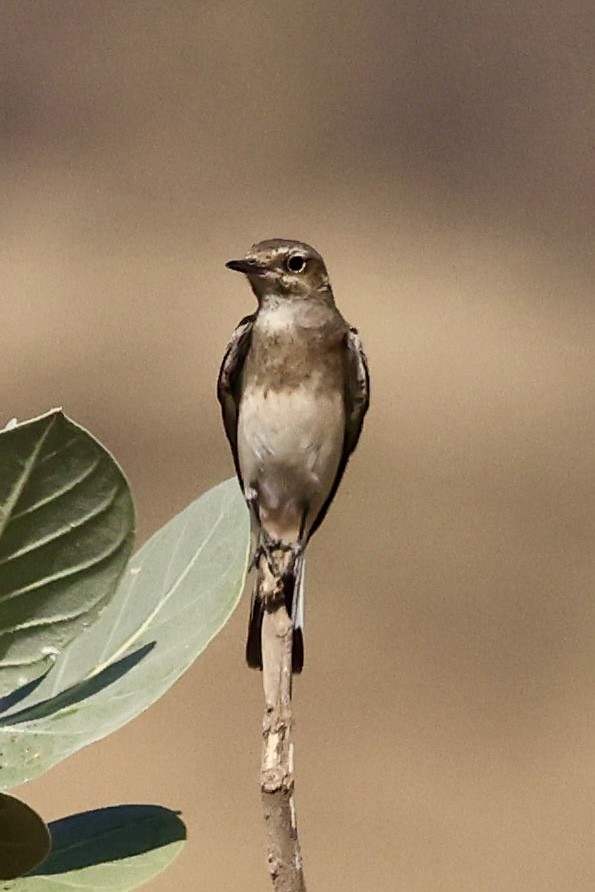 Nonnensteinschmätzer - ML644560717