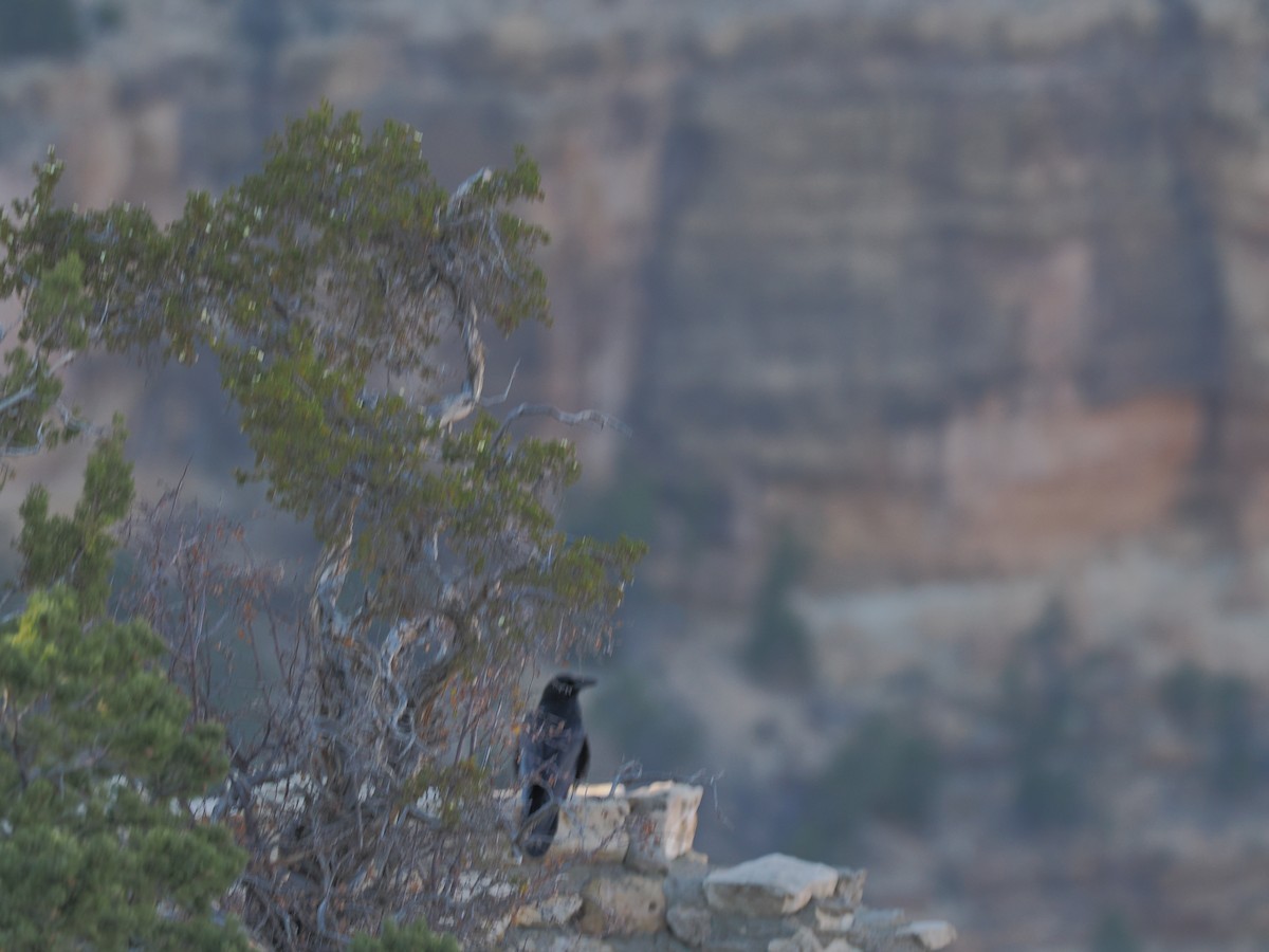 Common Raven - ML644560719