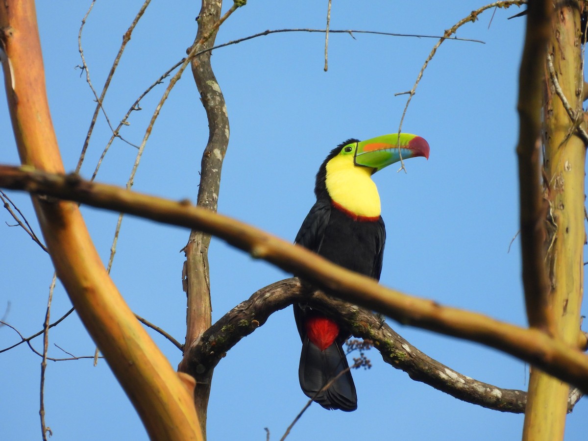 Keel-billed Toucan - ML644560720
