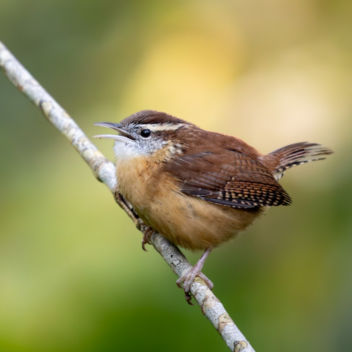 Carolina Wren - ML644560730