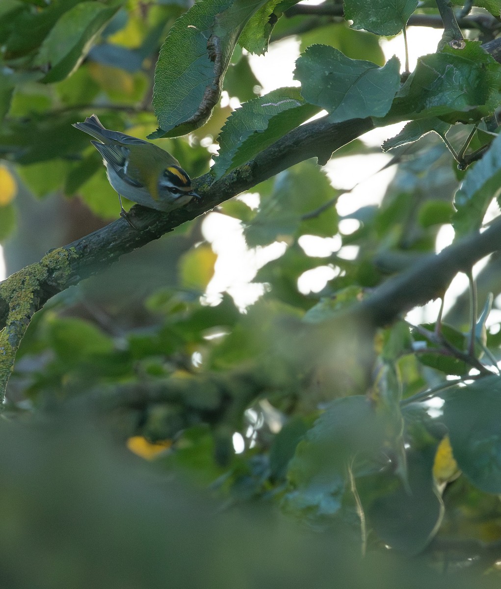 Common Firecrest - ML644560749
