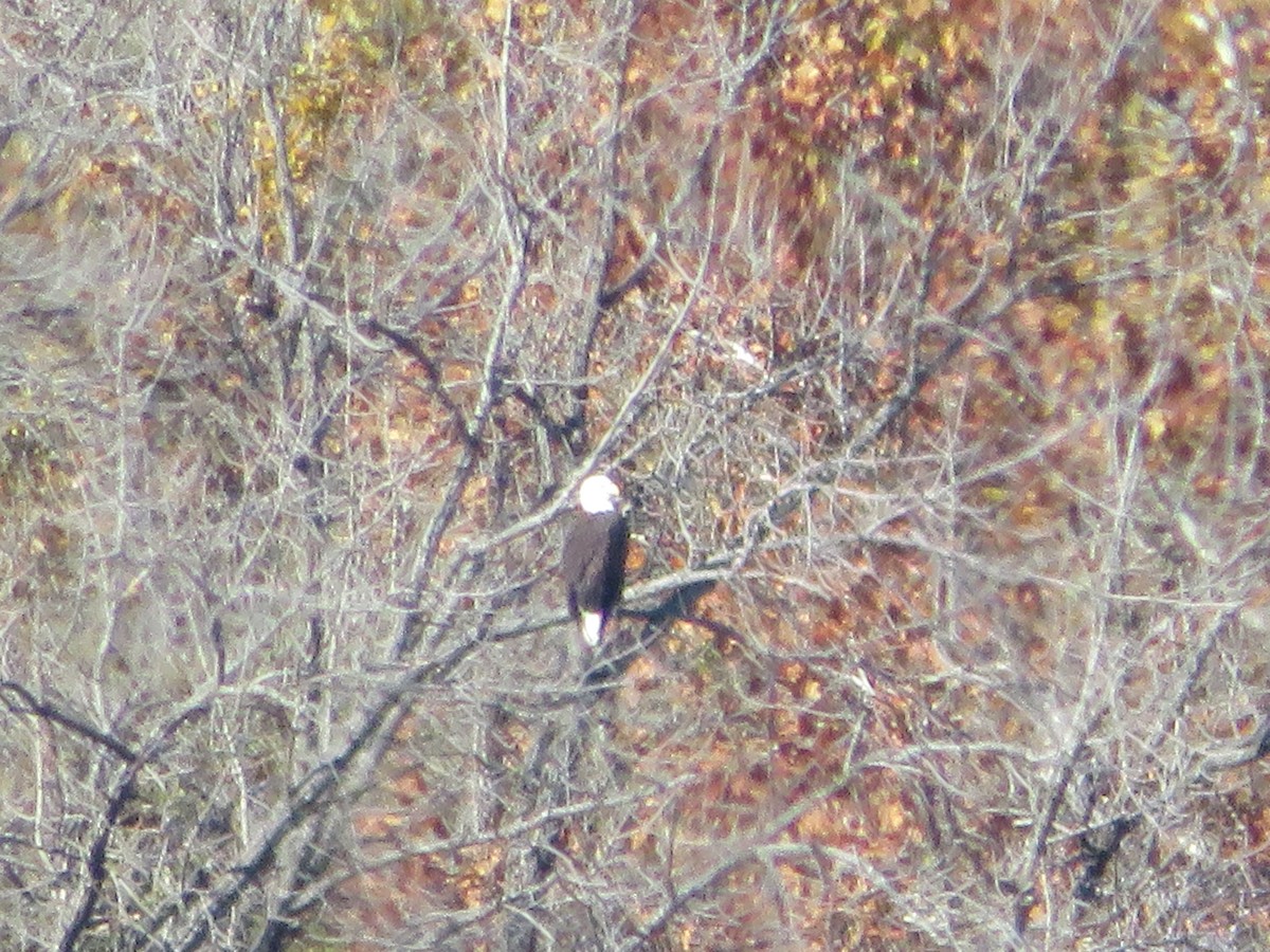 Bald Eagle - ML644560752