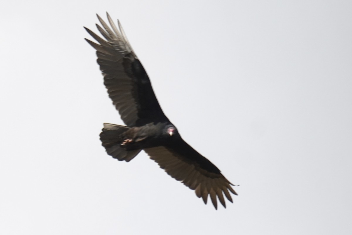 Turkey Vulture - ML644560759
