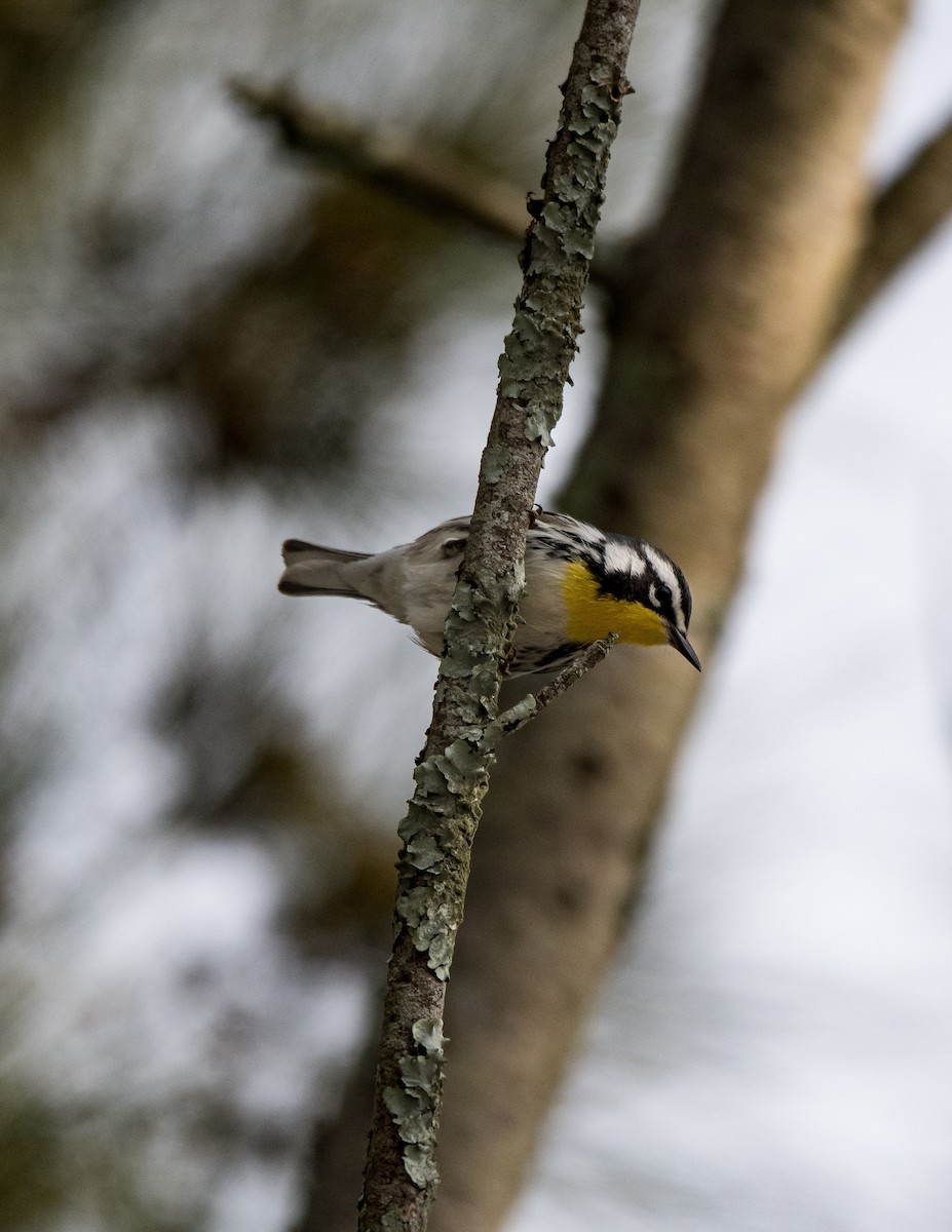 Yellow-throated Warbler - ML644560761