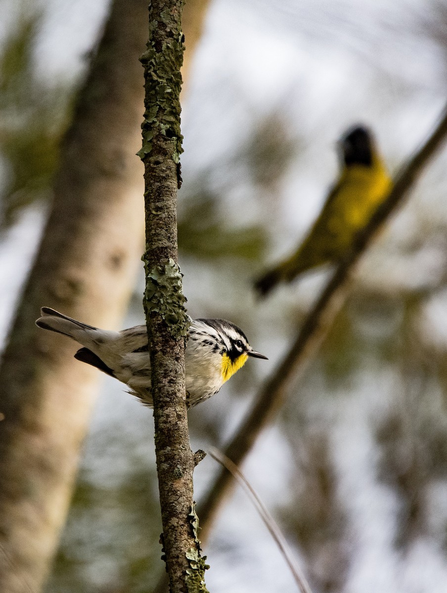 Yellow-throated Warbler - ML644560762