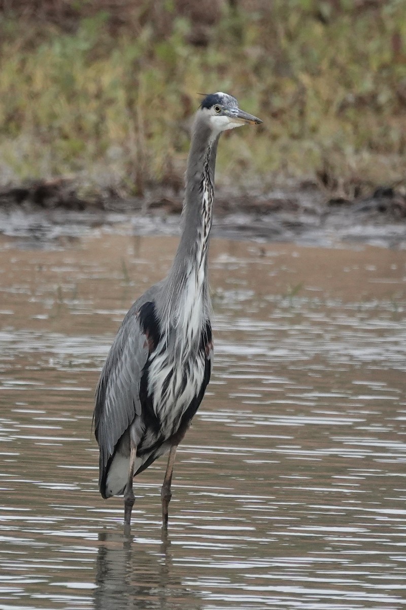 Great Blue Heron - ML644560769