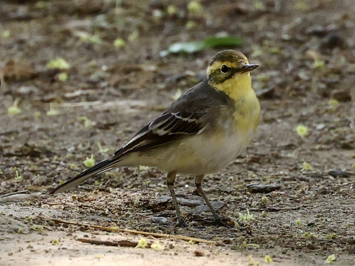 Citrine Wagtail - ML644560770