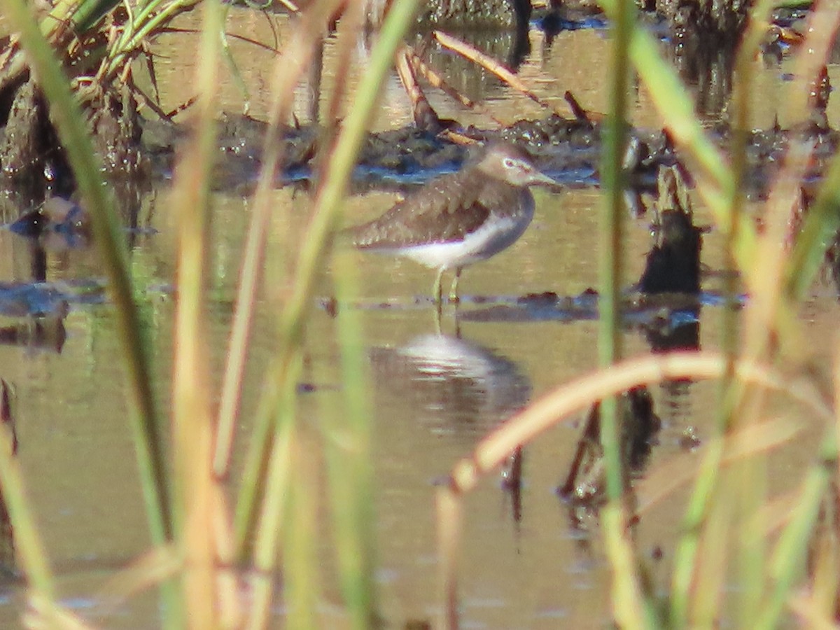 Solitary Sandpiper - ML644560780
